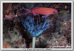 Underwater worm (Sabella penicillus) whit a fish (Anthias... by Ferdinando Meli 